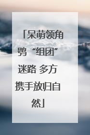 呆萌领角鸮“组团”迷路 多方携手放归自然