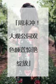 周末冲！大观公园双色睡莲惊艳绽放