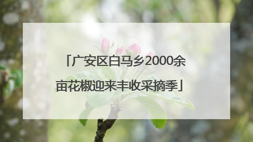广安区白马乡2000余亩花椒迎来丰收采摘季