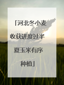 河北冬小麦收获进度过半 夏玉米有序种植