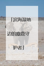滨海湿地边的麋鹿守护者